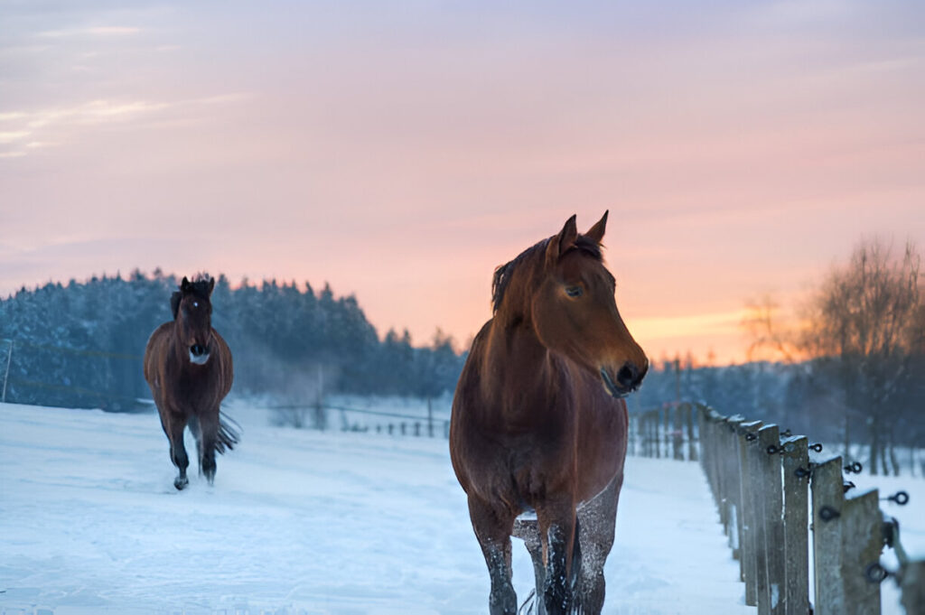 How to Prepare Your Horse for Winter Weather