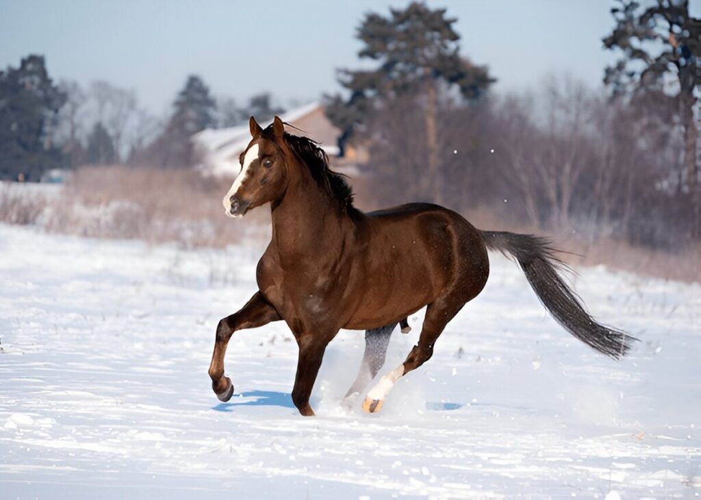 How to Prepare Your Horse for Winter Weather