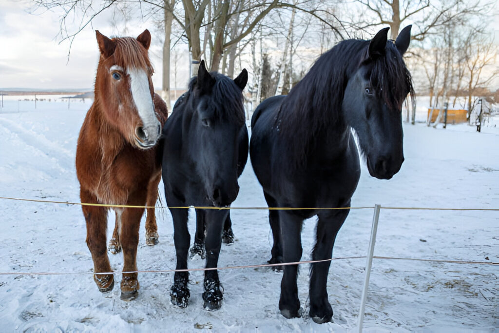 How to Prepare Your Horse for Winter Weather