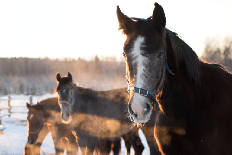 How to Prepare Your Horse for Winter Weather