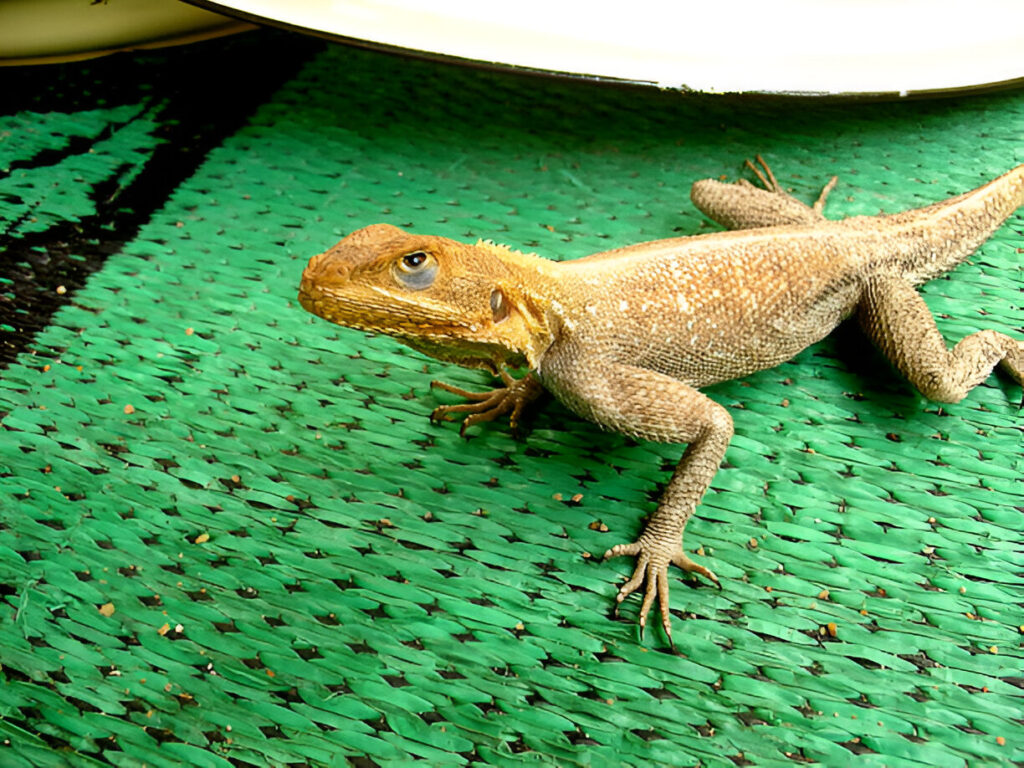 is a heat mat safe for reptiles 