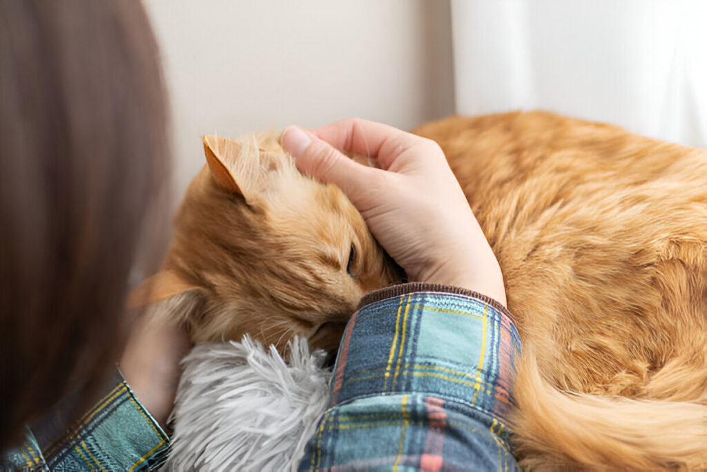 How to take care of a cat for kids 