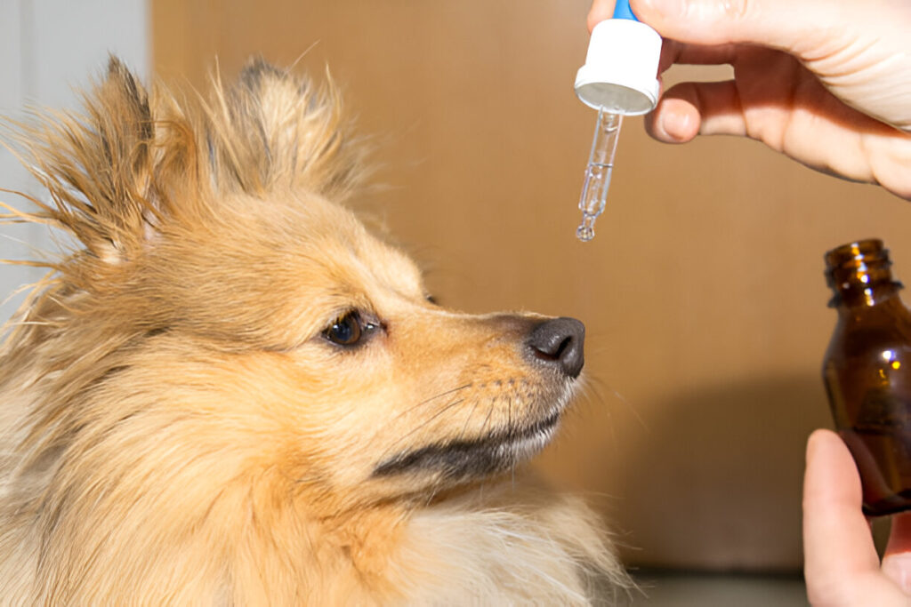 Is Eucalyptus Oil Safe for Dogs