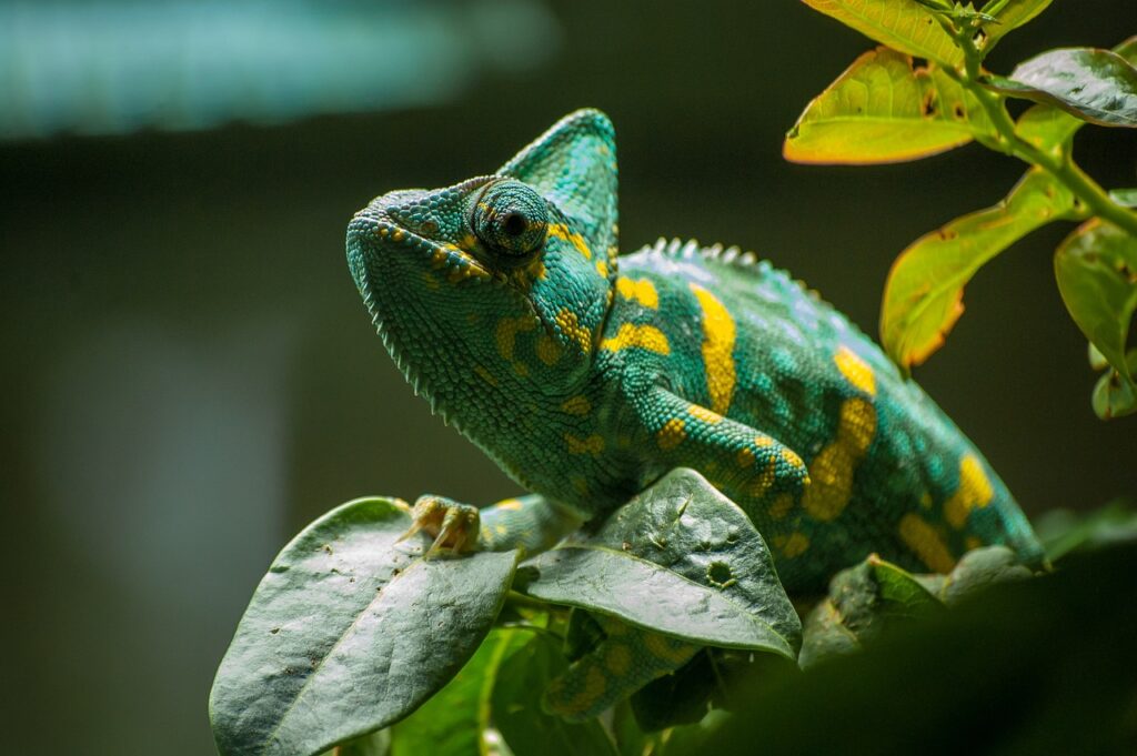 Is a Chameleon a Reptile or an Amphibian ,Chameleon Reptile