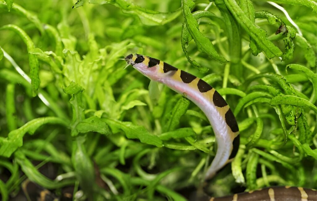 Kuhli Loaches