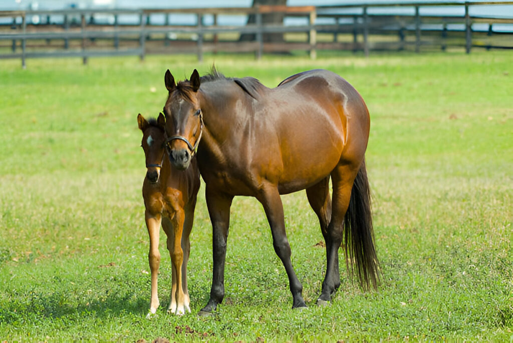 Lifespan of Thoroughbreds