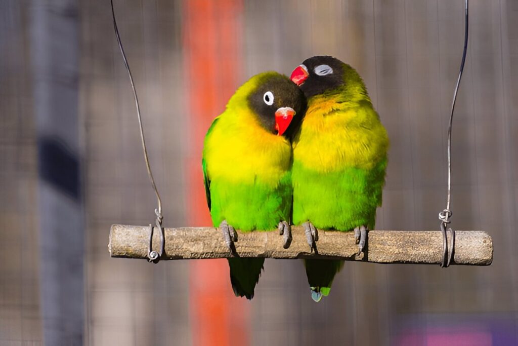 Lovebirds bird