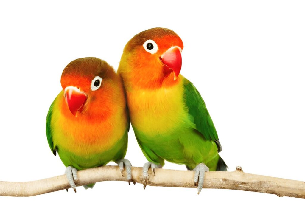 Lovebirds bird