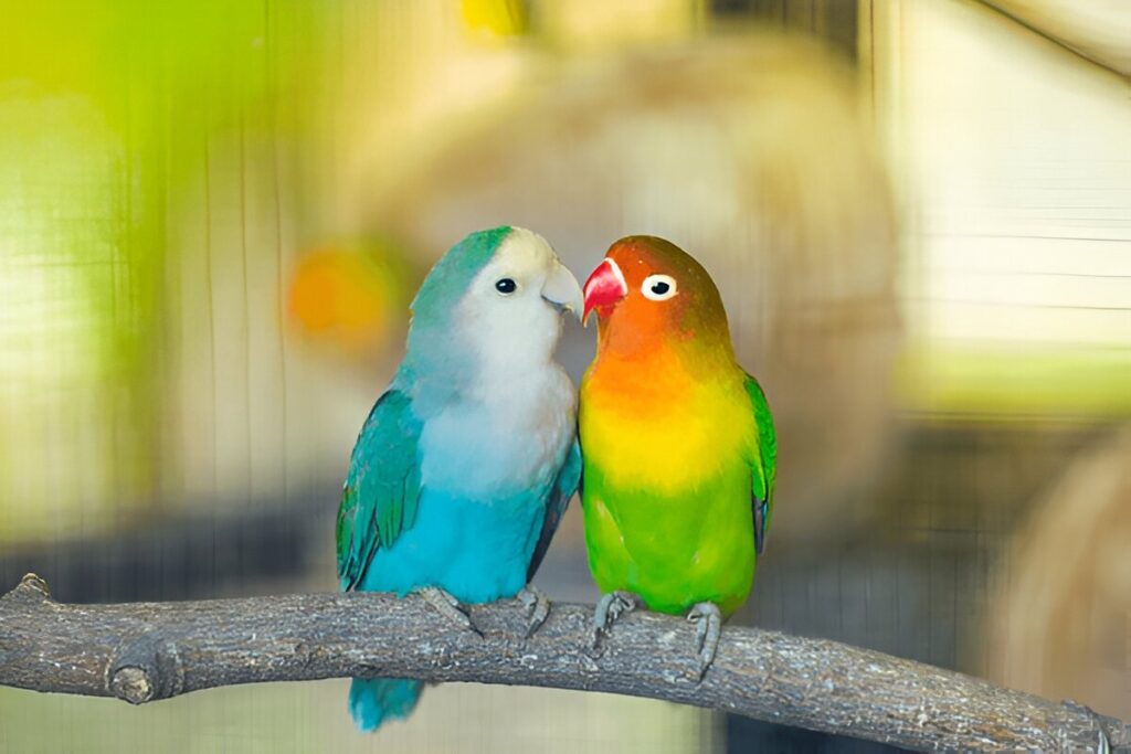 Lovebirds bird