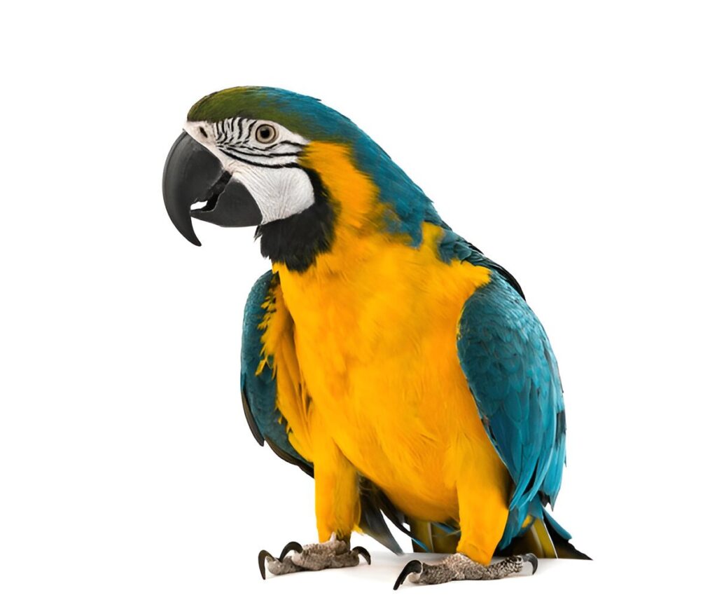 Macaw