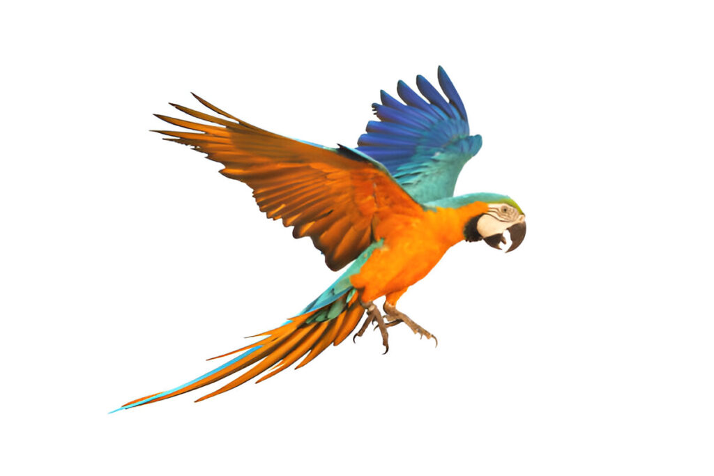 Macaw