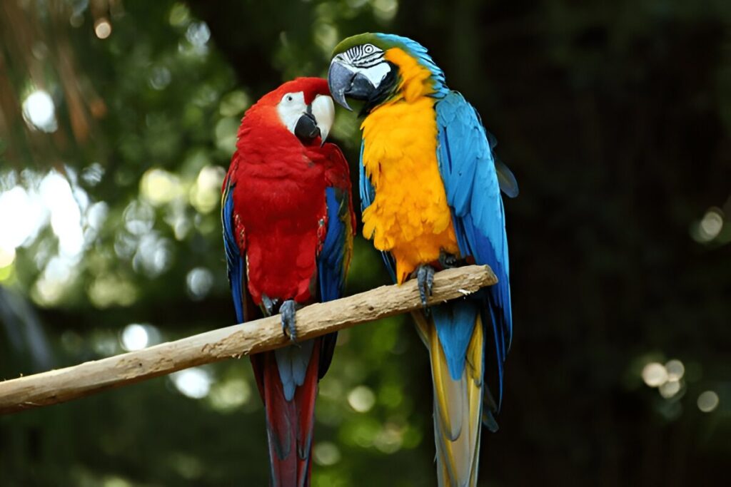 Macaw