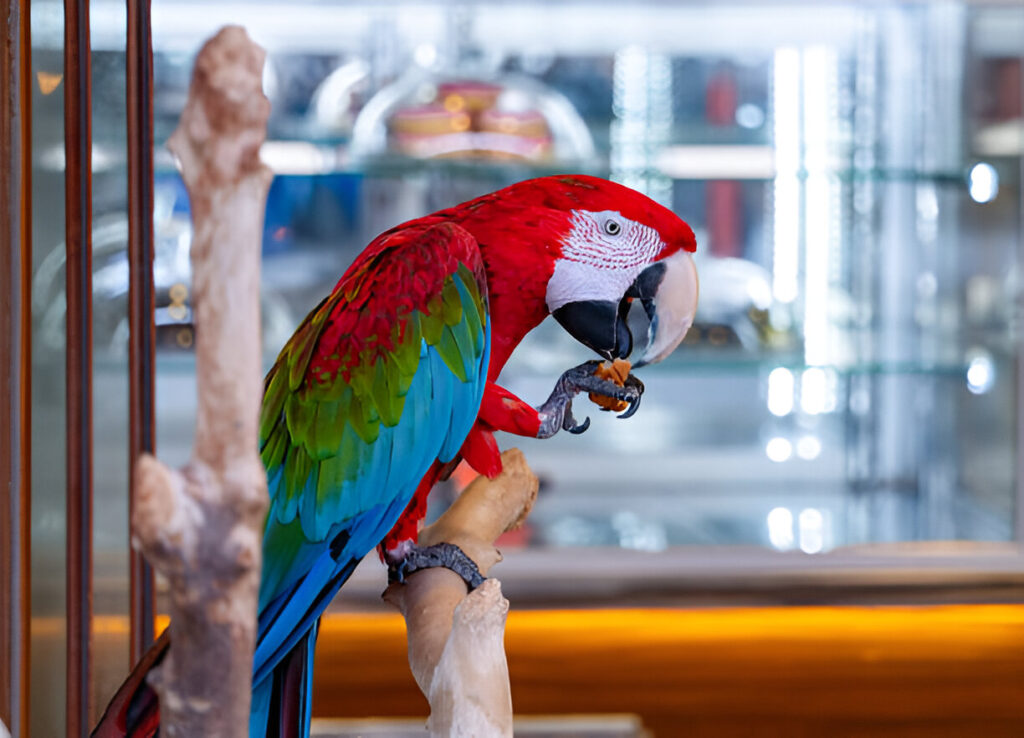 Macaw