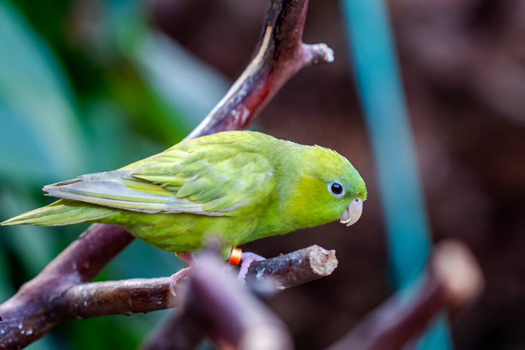 Parrotlets