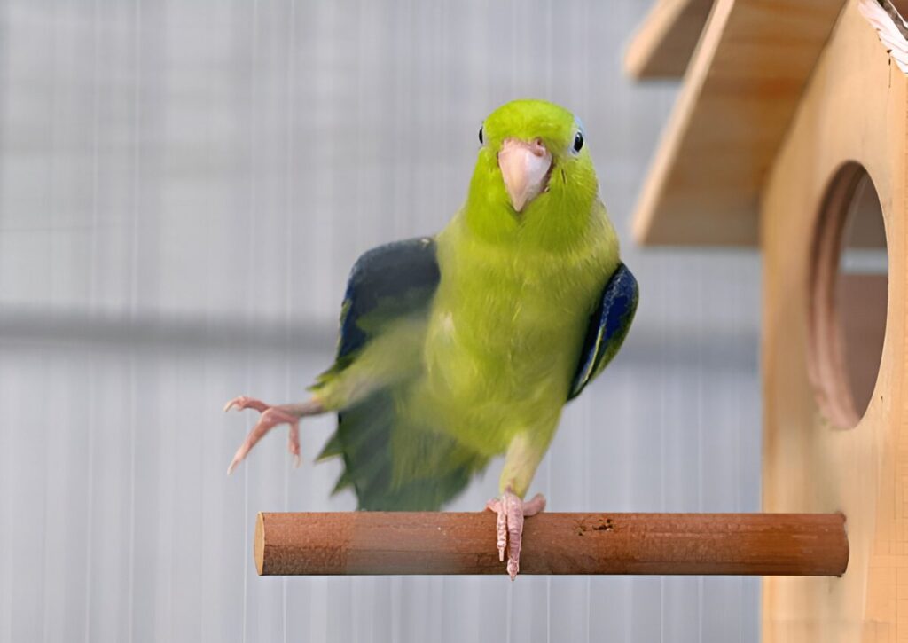 Parrotlets