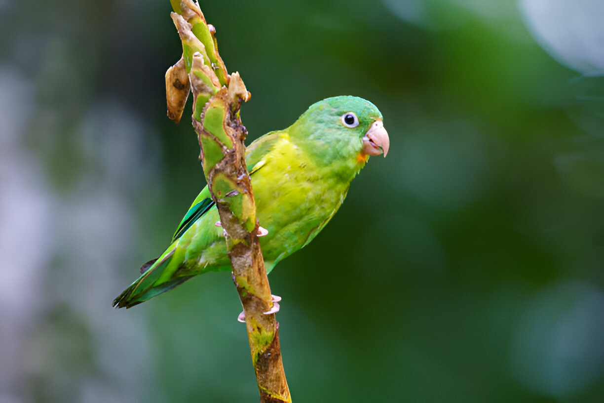 Parrotlets