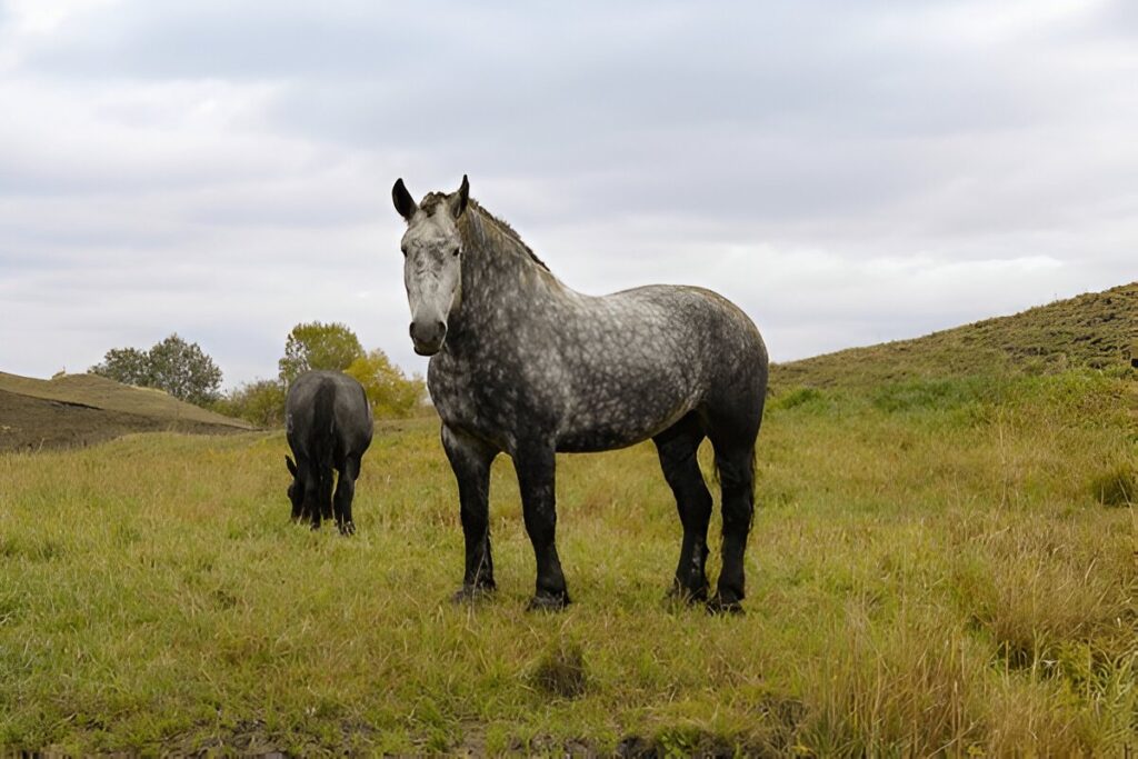 Percheron