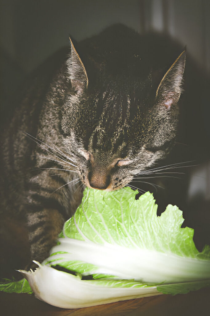 Potential Lettuce Benefits for Cats , Can Cats Eat Lettuce?