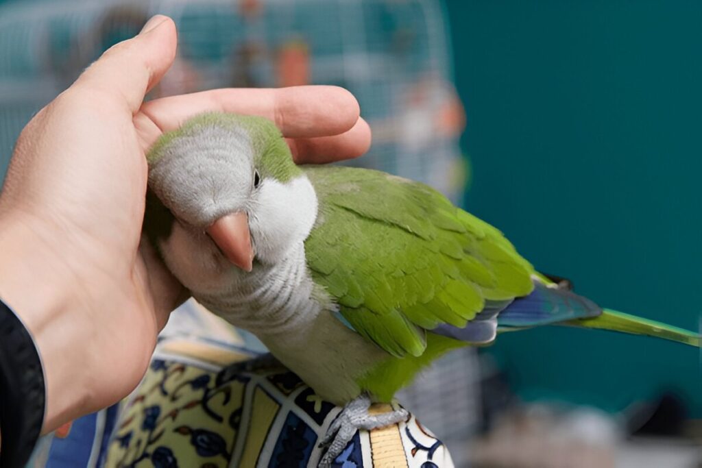 Quaker Parrots (Monk Parakeets)