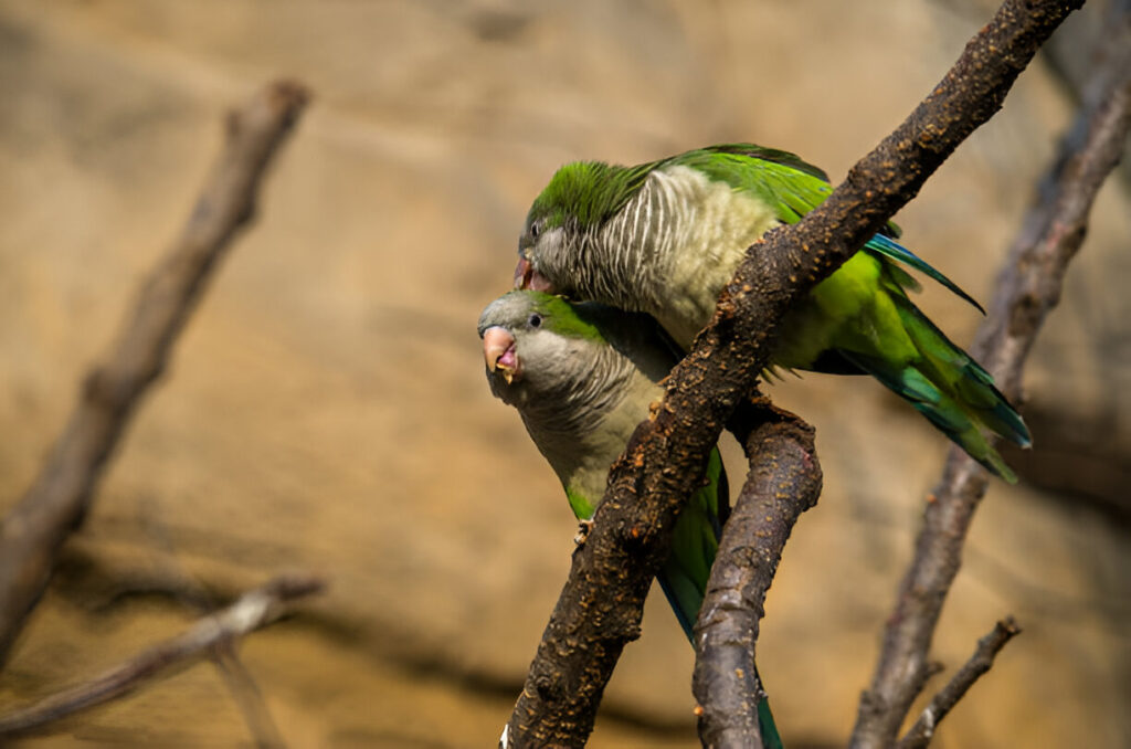 Quaker Parrots (Monk Parakeets)