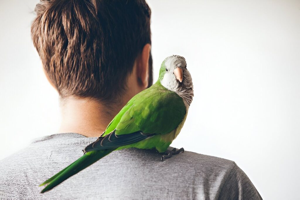 Quaker Parrots (Monk Parakeets)