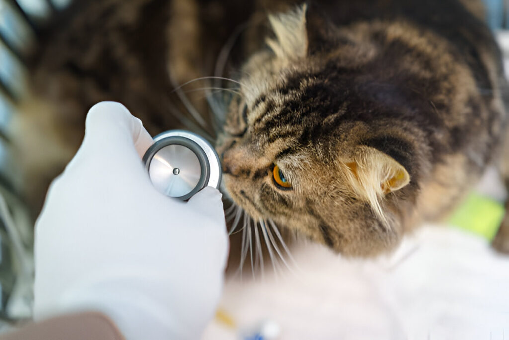 Regular Veterinary Check-ups for cat