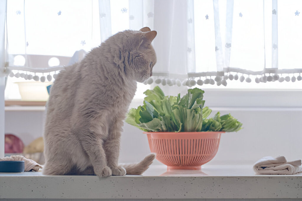 Risks of Feeding Lettuce to Cats