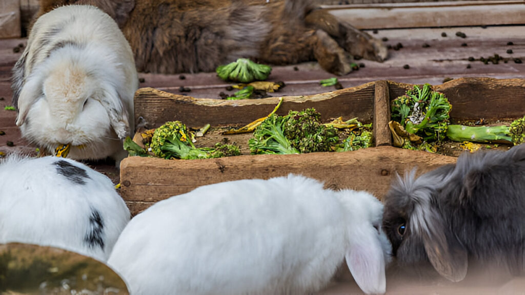 Role of Broccoli Stems in Your Rabbit's Diet