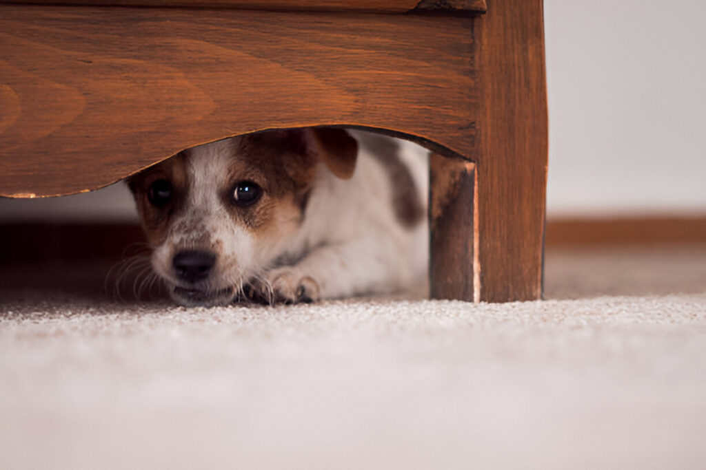 Scared dog hiding