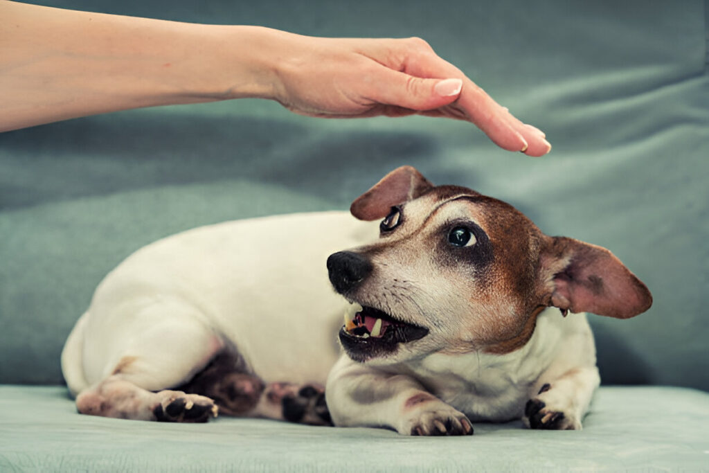 Scared dog from human