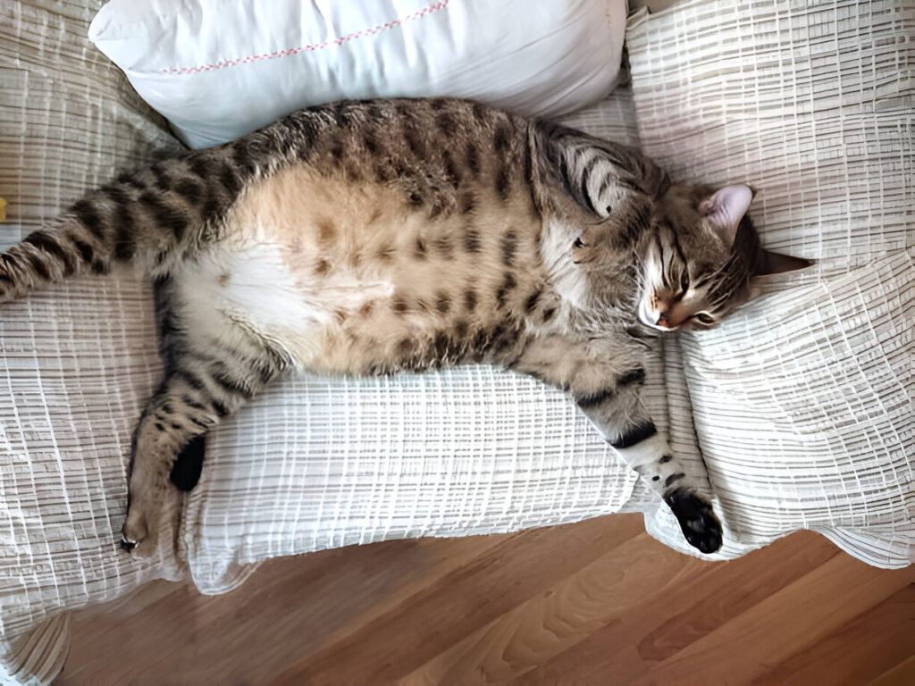 Special Considerations for Overweight Cats