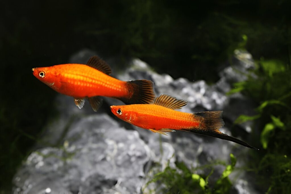 Swordtails