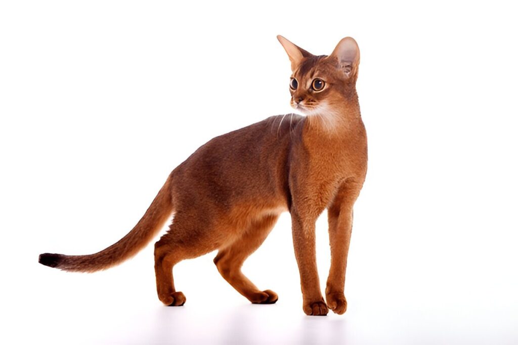 The Abyssinian Cat