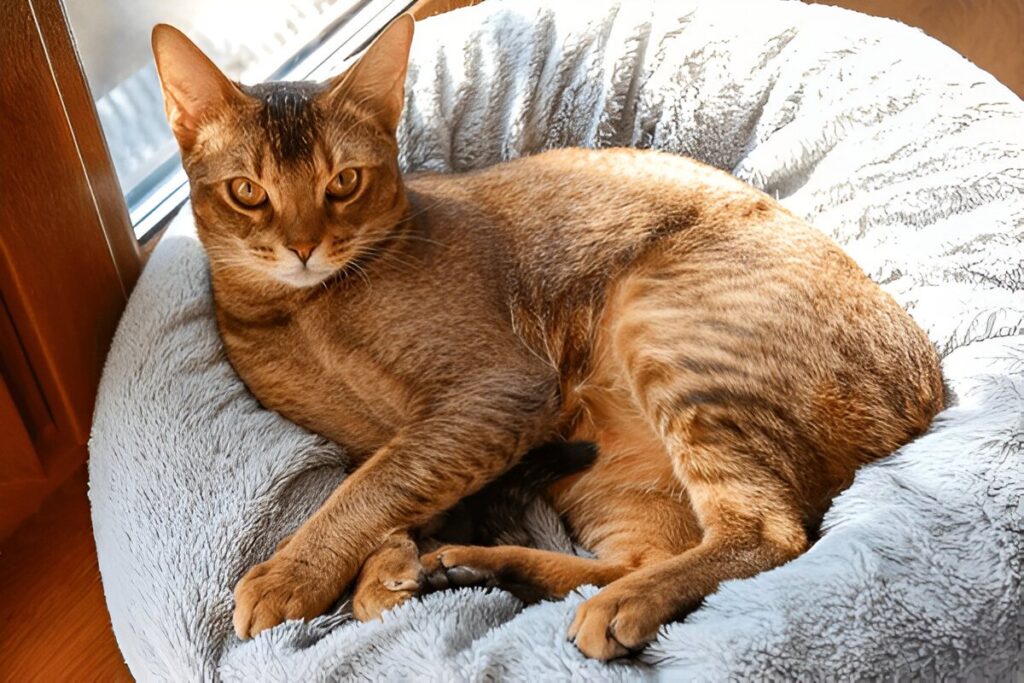 The Abyssinian Cat