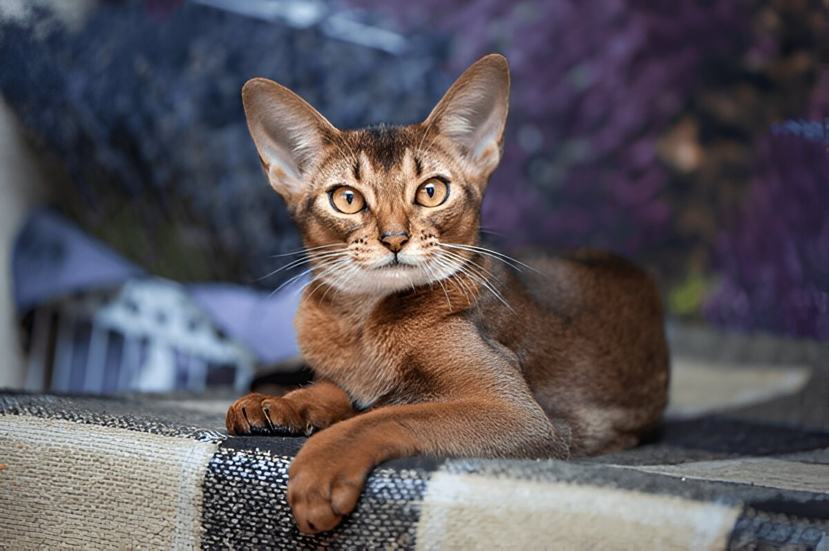 The Abyssinian Cat