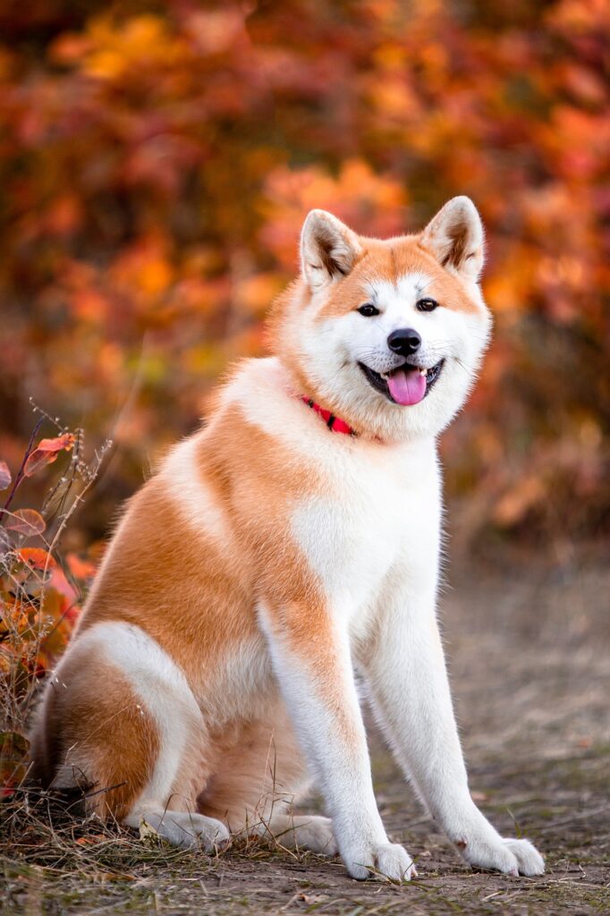 The Akita Inu