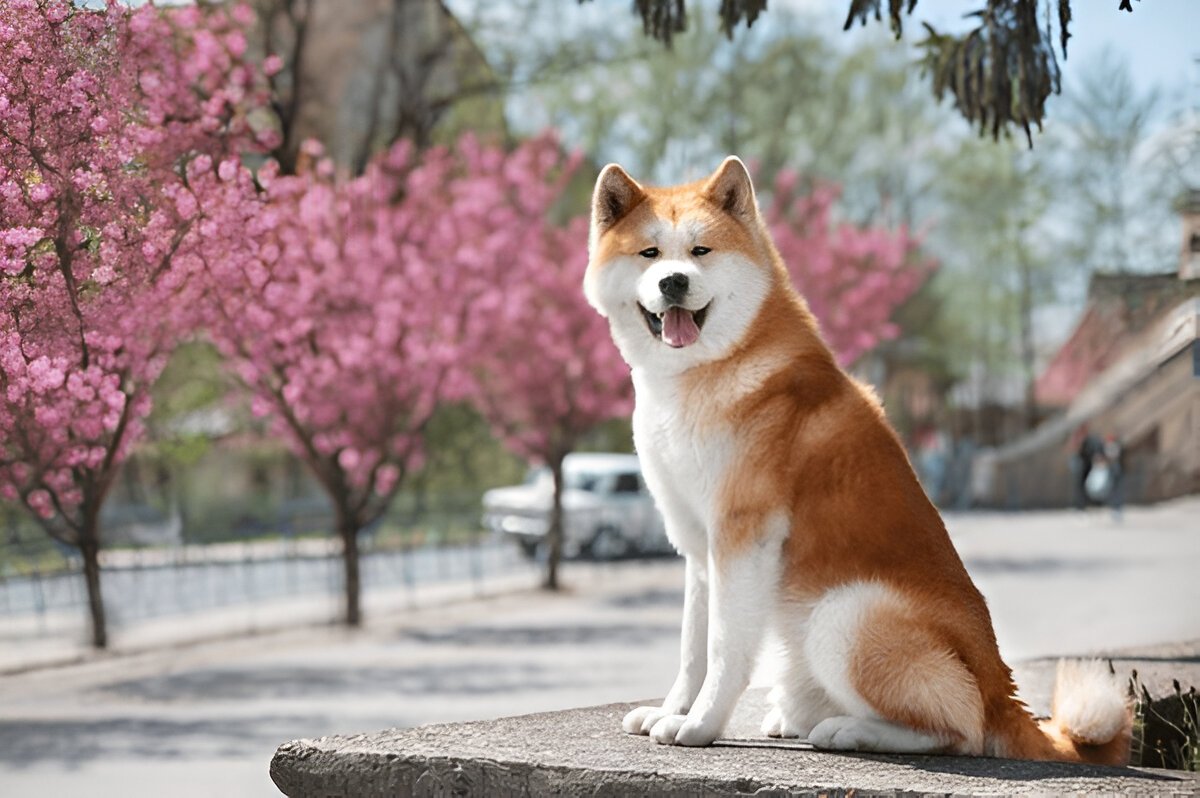 The Akita Inu