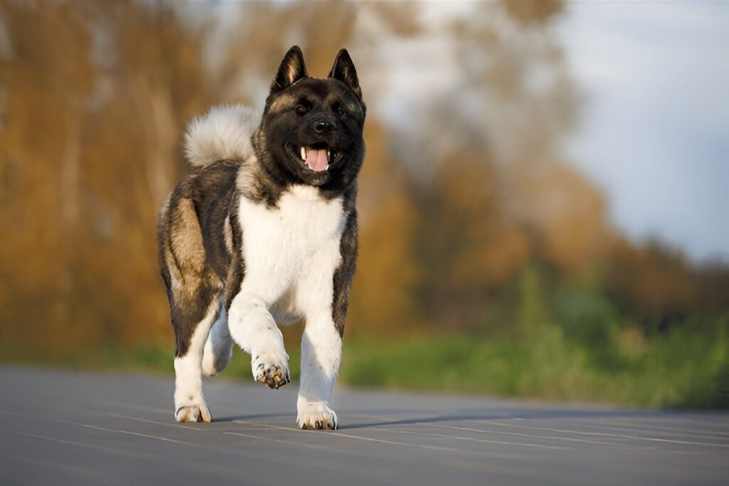 The American Akita