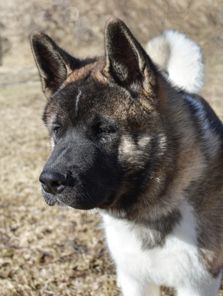 The American Akita