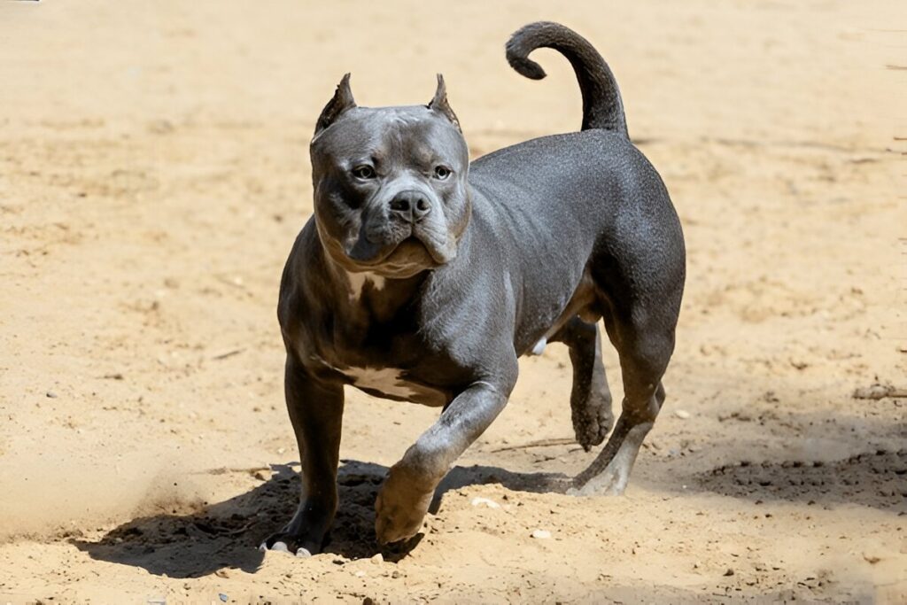 The American Bully