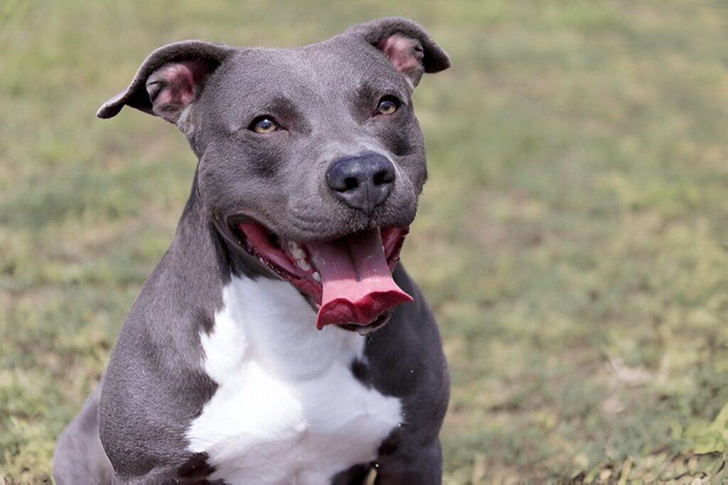 The American Staffordshire Terrier