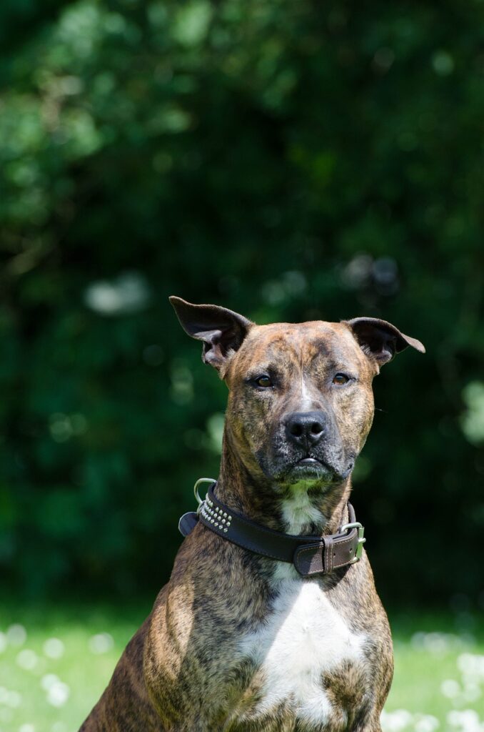 The American Staffordshire Terrier