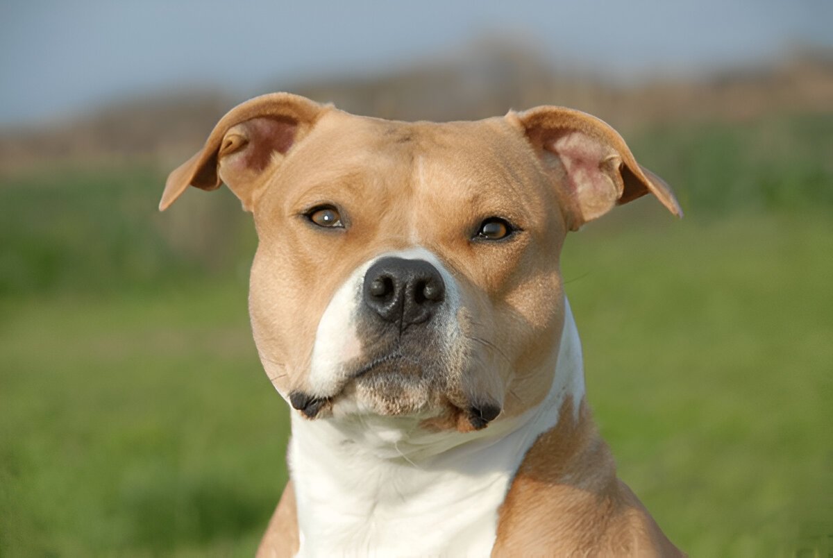 The American Staffordshire Terrier