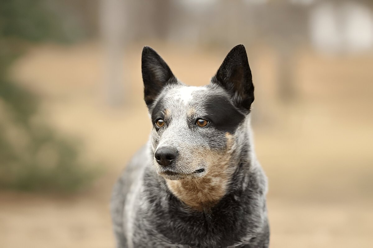 The Australian Cattle Dog