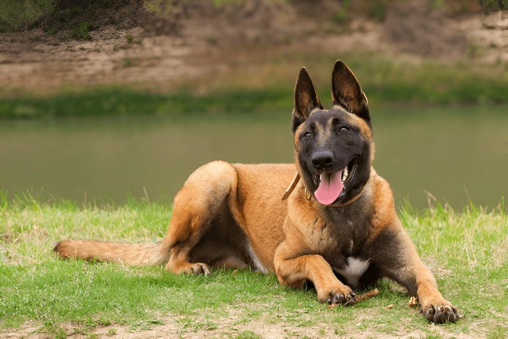 The Belgian Malinois