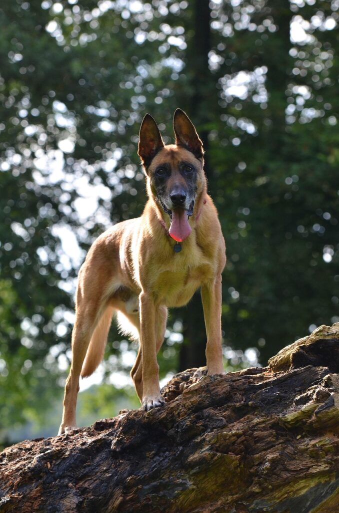 The Belgian Malinois