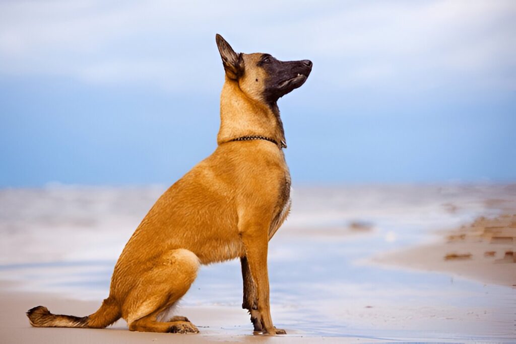 The Belgian Malinois