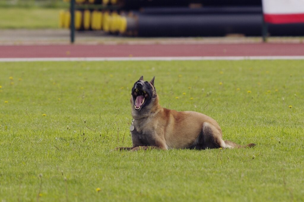 The Belgian Malinois