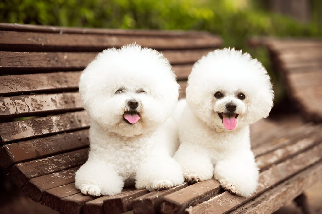 The Bichon Frise