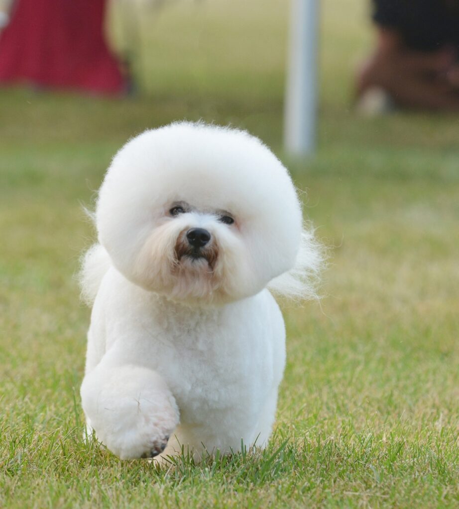 The Bichon Frise